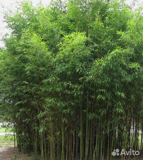 Бамбук зимостойкий Phyllostahis aurea