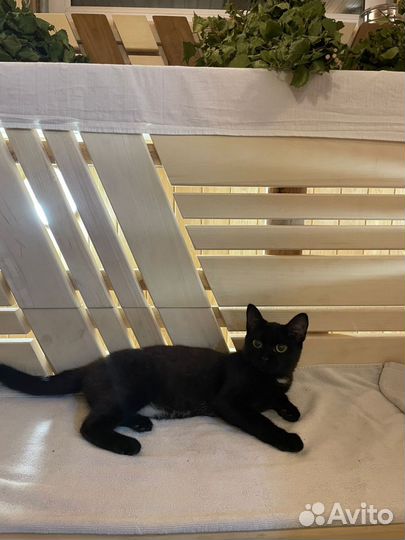 Кошка