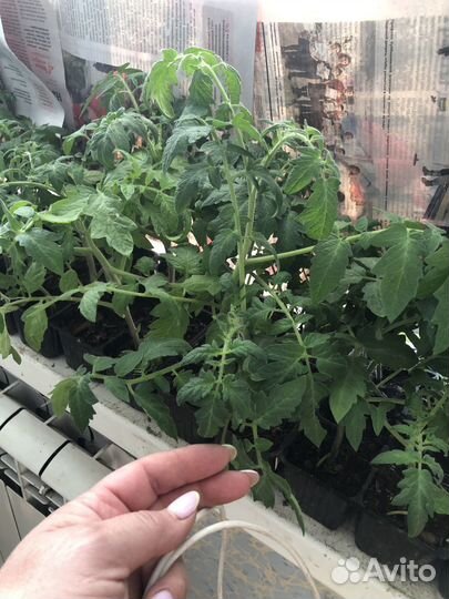 Рассада помидор и перцев