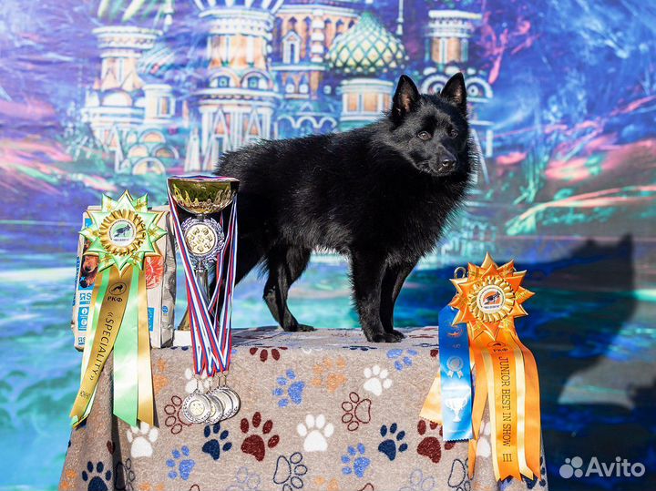 Схипперке / вязка