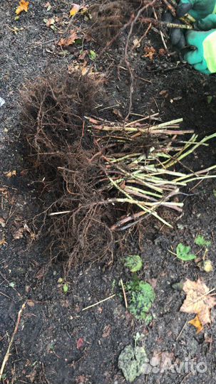 Саженцы малины полка