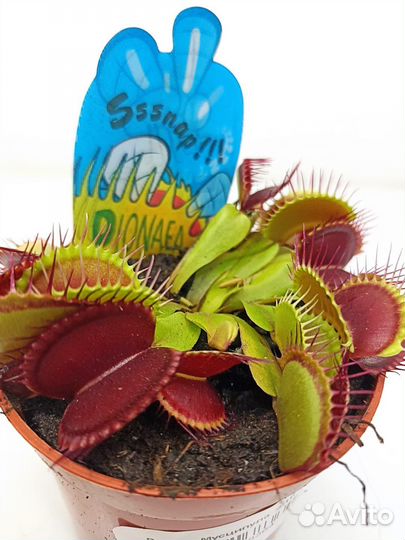 Венерина Мухоловка Дионея Мусципула 9/10