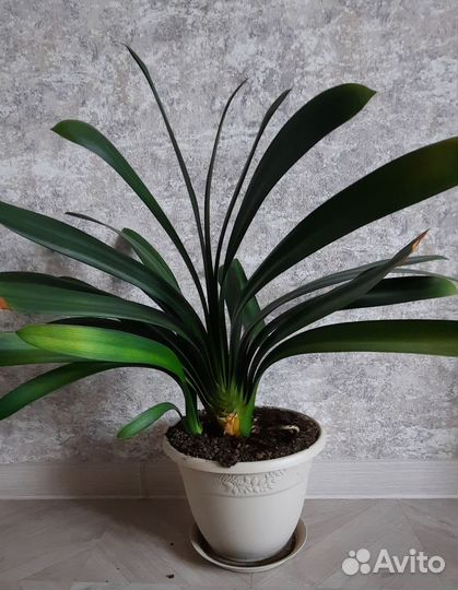 Кливия оранжевая