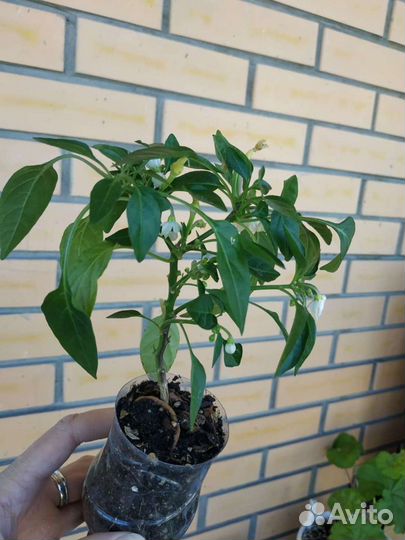 Комнатные растения рассада перец острый домашний