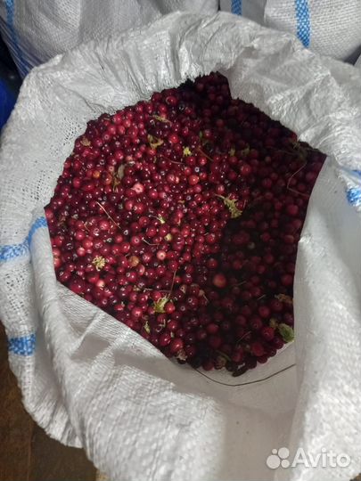 Продам клюкву