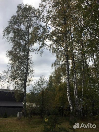 Спил деревьев