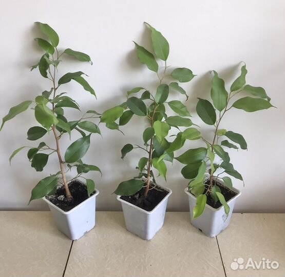 Фикус Бенджамина