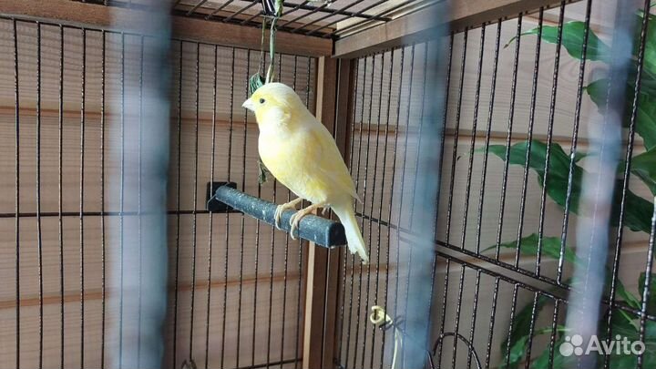 Кенара и канарейки