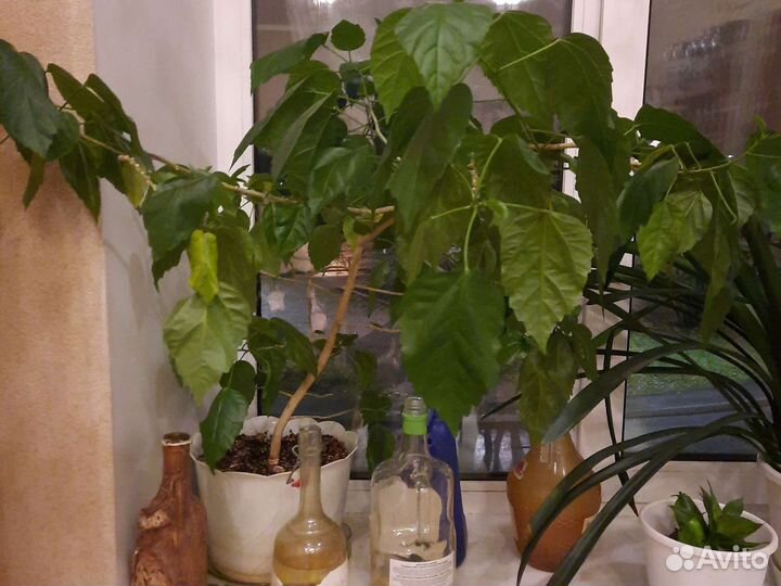 Комнатные цветы в кашпо