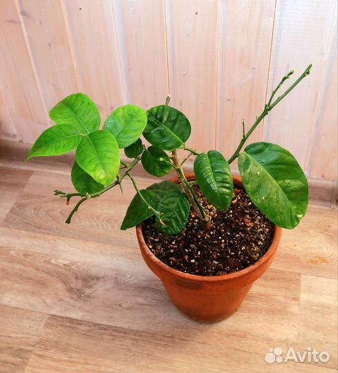 Лимон Мейера