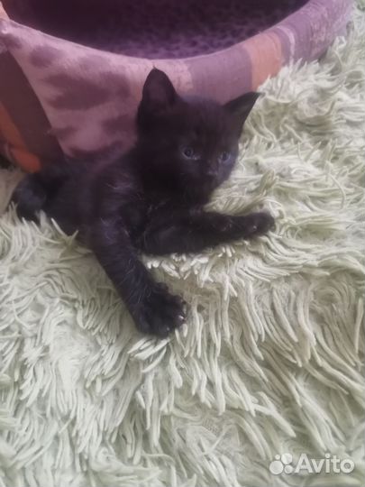 Котенок бесплатно