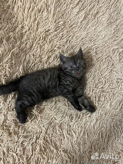 Котята шотландцы