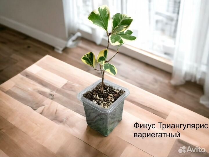 Фикусы сортовые