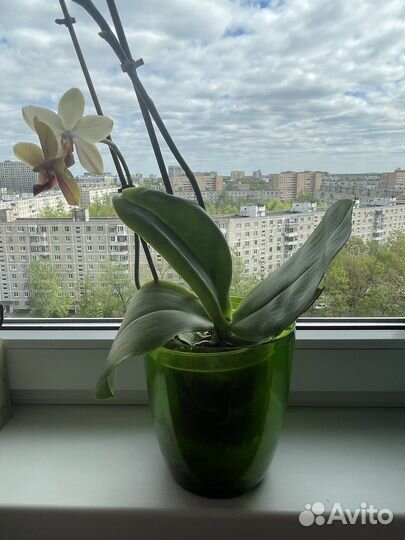 Орхидея фаленопсис Лиодоро