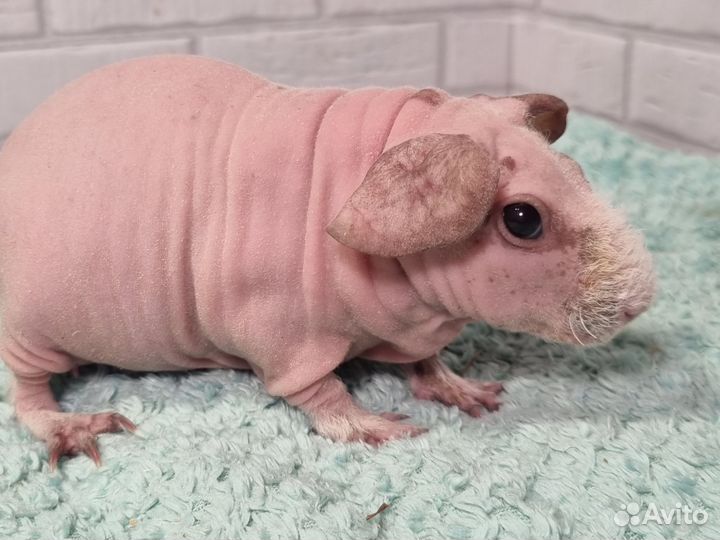 Морские свинки скинни