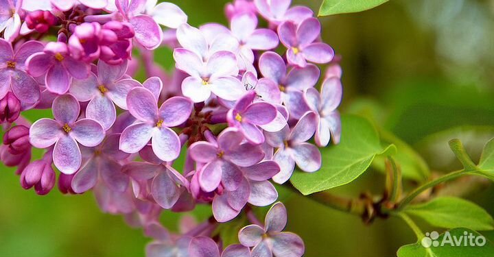 Продам молодые кусты сирени розовой