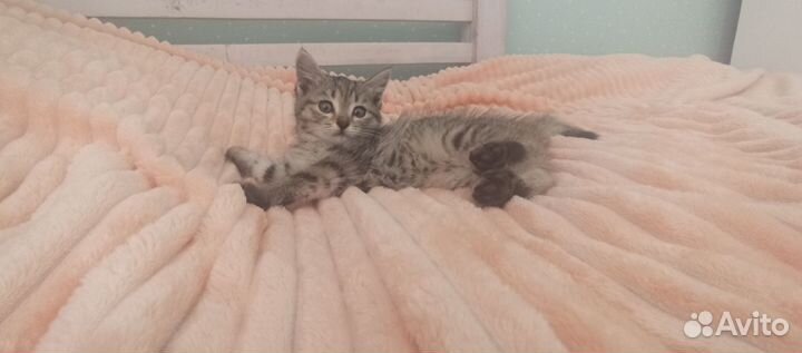 Котенок девочка в добрые руки