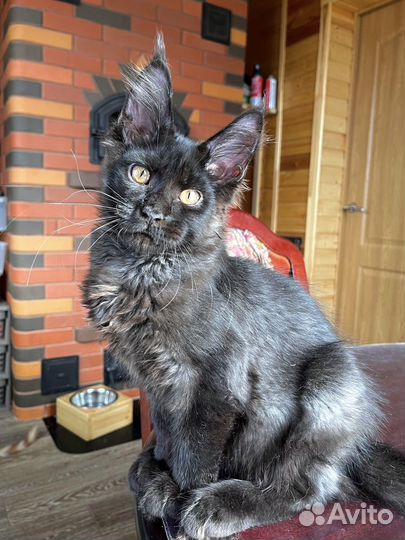 Котик мейн кун питомник Шереми