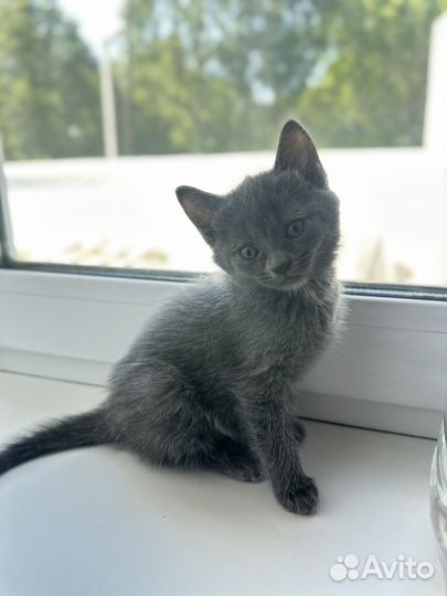 Котенок в добрые руки (девочка )