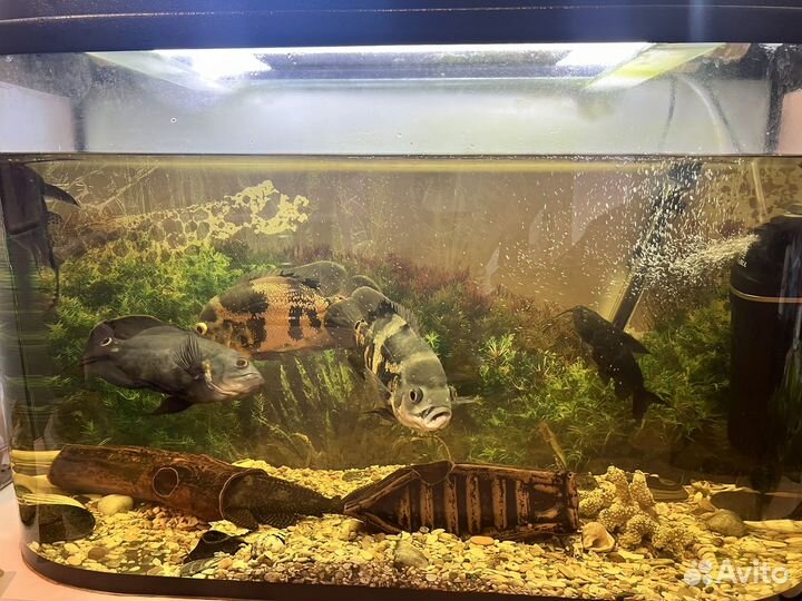 Аквариум с рыбами