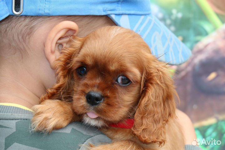 Кавалер Кинг Чарльз Спаниэль