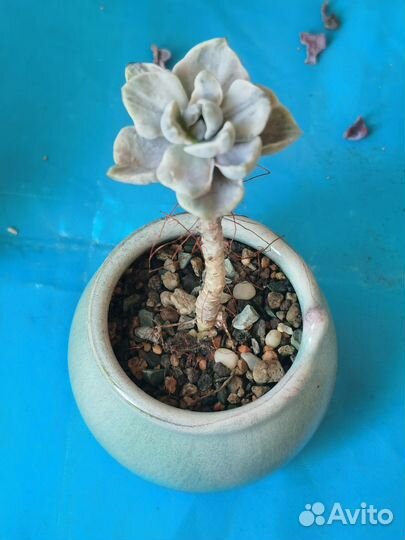 Кактусы и суккуленты