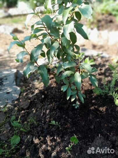 Кустарники декаративные