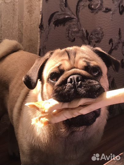 Мопс вязка мальчик
