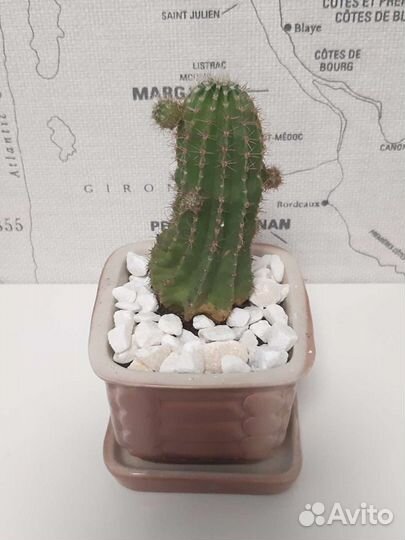 Крошка мраморная змеевик для суккулентов