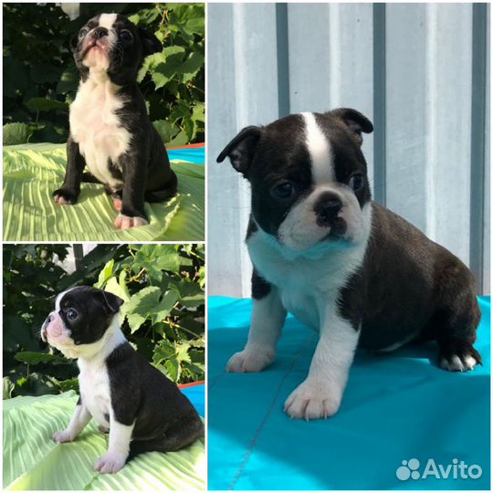 Щенки Бостон терьера