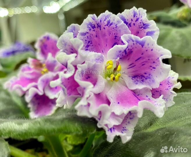 Фиалка ле-Суламифь