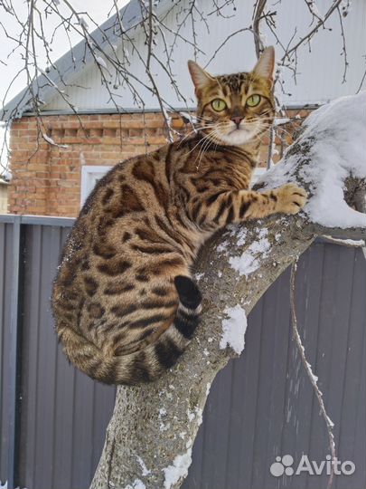 Бенгальские котята