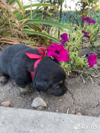 Щенки бесплатно