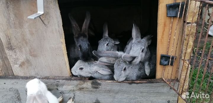 Кролики великаны