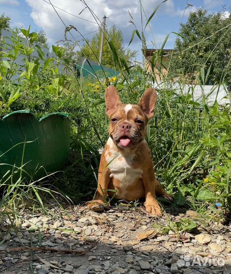 Щенки Французского бульдога