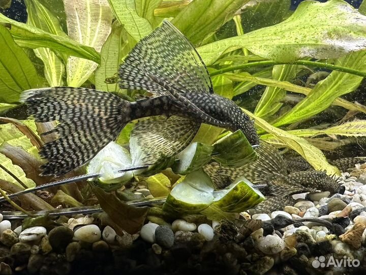 Анцитрус вуалевый, хелены,гуппи