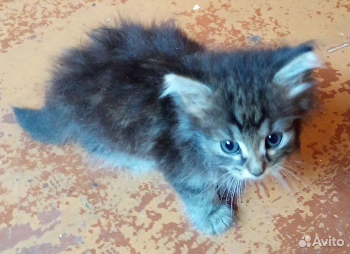 Кошка в дар бесплатно