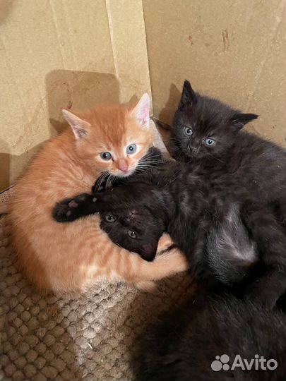 Котята в добрые руки