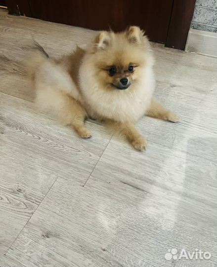Померанский шпиц мальчик