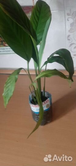 Спатифиллиум