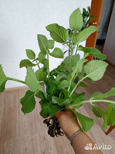 Комнатная мята(Плектрантус)