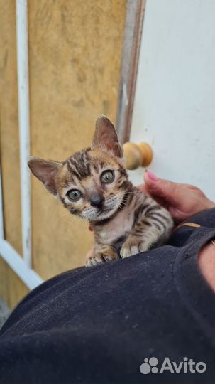 Бенгальские кошечки