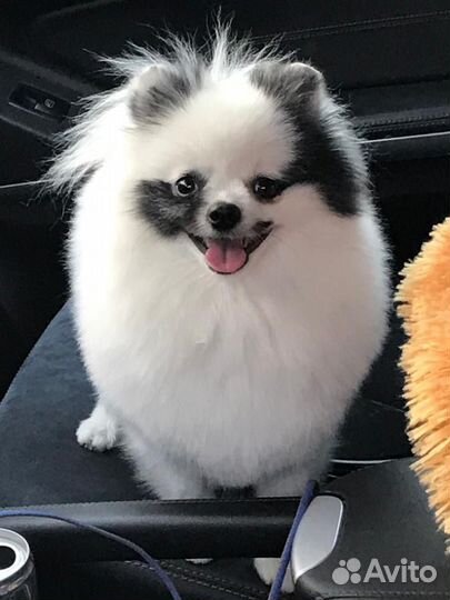 Померанский шпиц