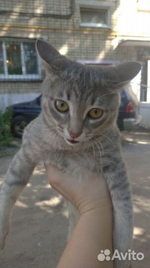 Кот Матроскин 4 месяца