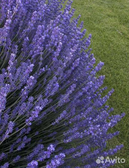 Лаванда