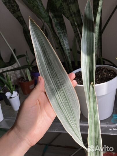 Сансевиерия Манолин (Металлика)