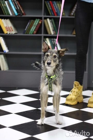 Собачка- печалька спасите в добрые руки