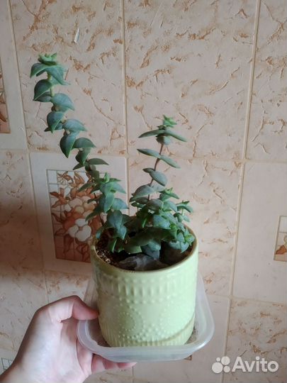 Алоэ песколюбивое, каланхоэ и суккуленты