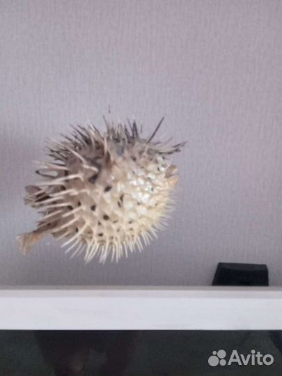 Чучело Рыбы Ёжа