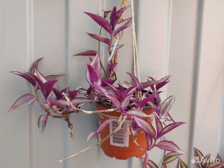 Красивое комнатное растение